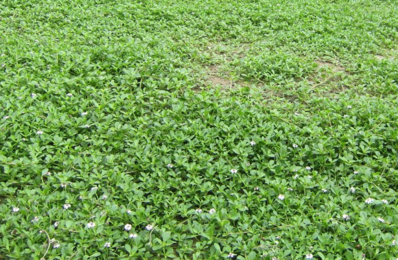 芝に代わるグランドカバー植物「クラピア」